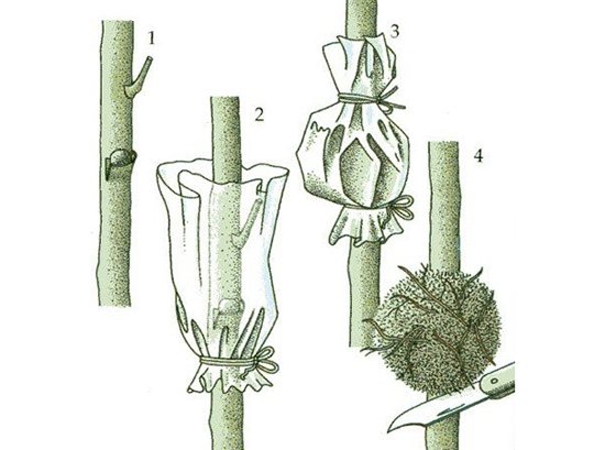 How to propagate a codiaum flower