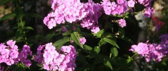 How to propagate phlox by cuttings in the summer - a description of all methods