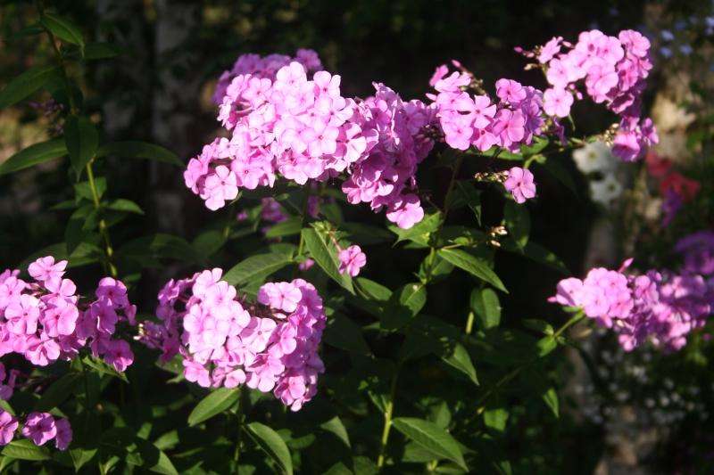 How to propagate phlox by cuttings in the summer - a description of all methods
