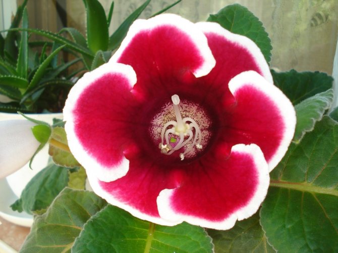 How to propagate gloxinia at home