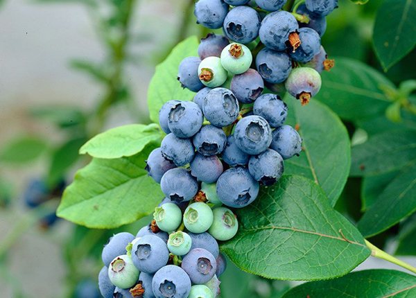 Paano magpalaganap ng mga blueberry