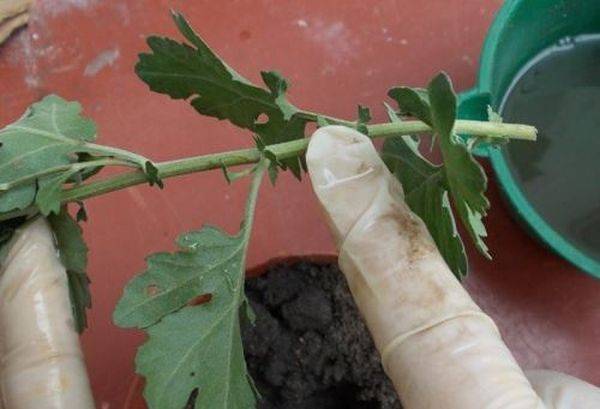 Как се размножава хризантема от букет