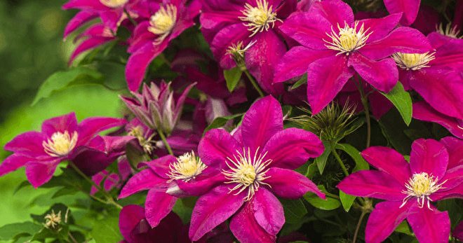 how to propagate clematis