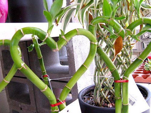 как да се размножава вътрешен бамбук