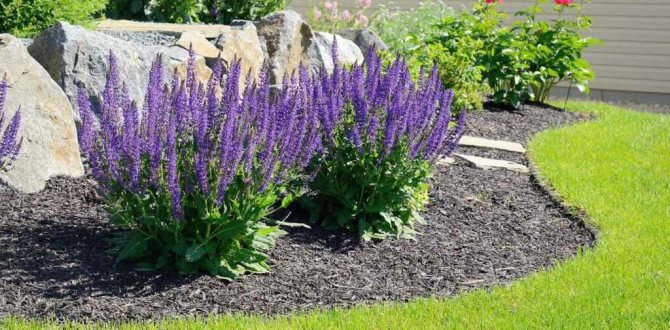 Paano ikalat ang lavender mula sa isang bush - isang komprehensibong gabay ng nagsisimula