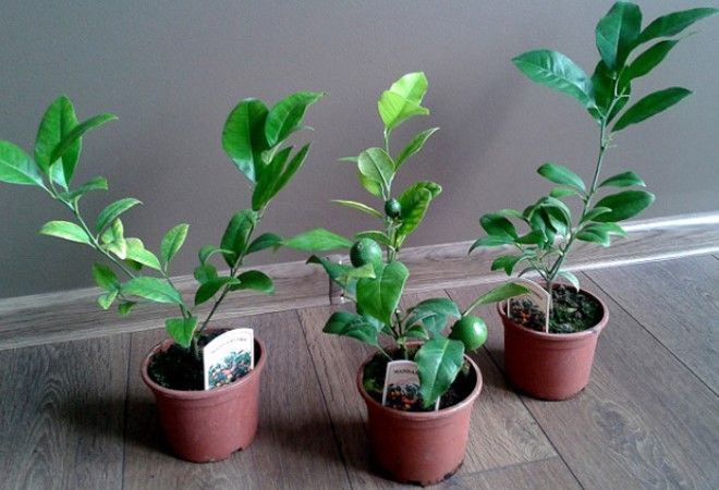 как да размножавате мандариново дърво у дома