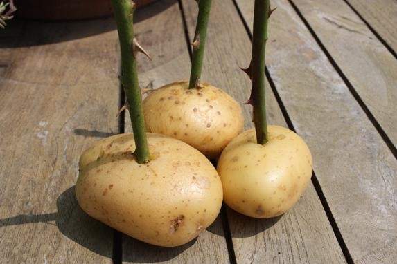 how to propagate roses by cuttings in autumn in potatoes