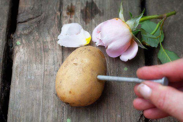 hur man förökar rosor genom sticklingar på hösten i potatis