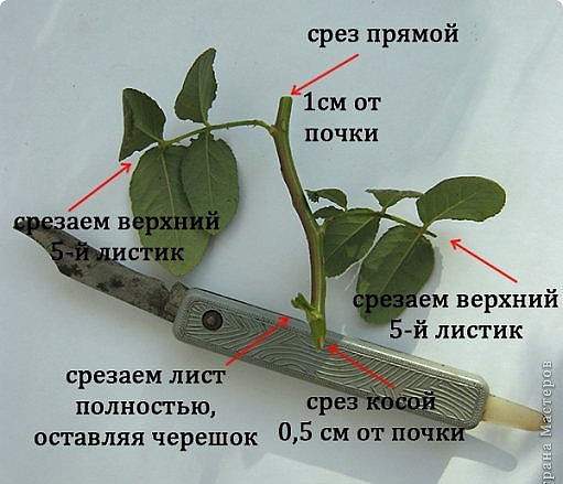 как да размножаваме рози чрез резници през есента в картофи