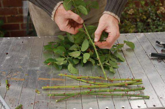 как да размножаваме рози чрез резници през есента в картофи