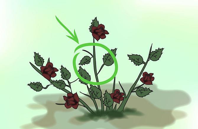 как да размножаваме рози чрез резници през есента
