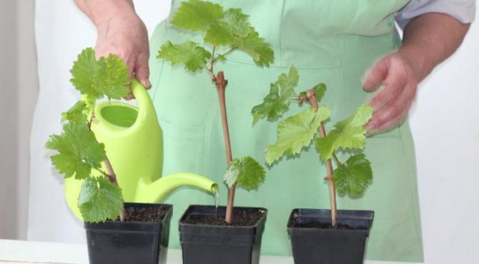 How to propagate grapes - rooting grape cuttings