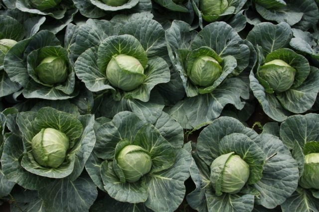 Как да развием обрасъл парцел за зеленчукова градина или морава: прости и достъпни начини