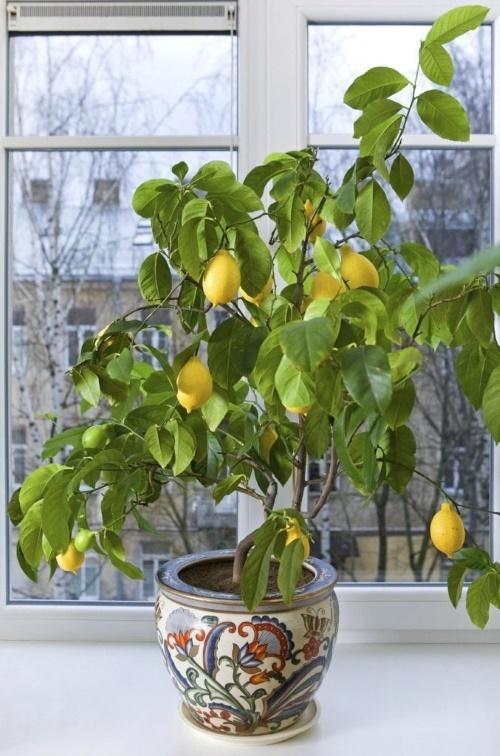 Hur man spädar en citron. Hur man odlar citron hemma - citrusfrukter inomhus från plantor och frön