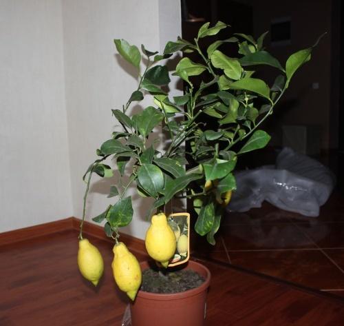 Как се разрежда лимон. Как да отглеждаме лимон у дома - закрити цитрусови плодове от разсад и семена