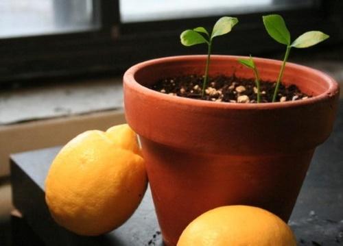 Cara mencairkan sebiji lemon. Cara menanam lemon di rumah - buah sitrus dalaman dari anak benih dan biji