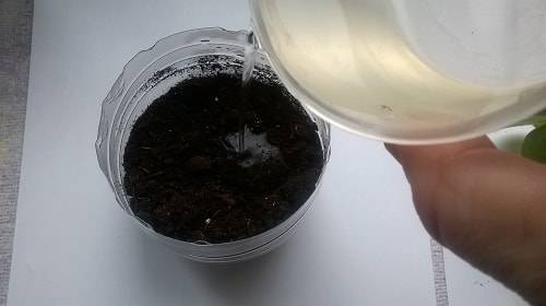 hur man planterar violer med löv