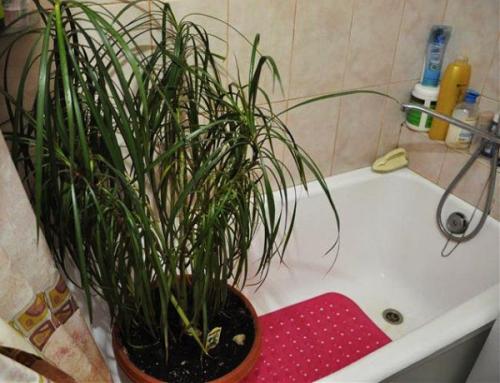 How to reanimate dracaena. Tips - how to save dracaena from death