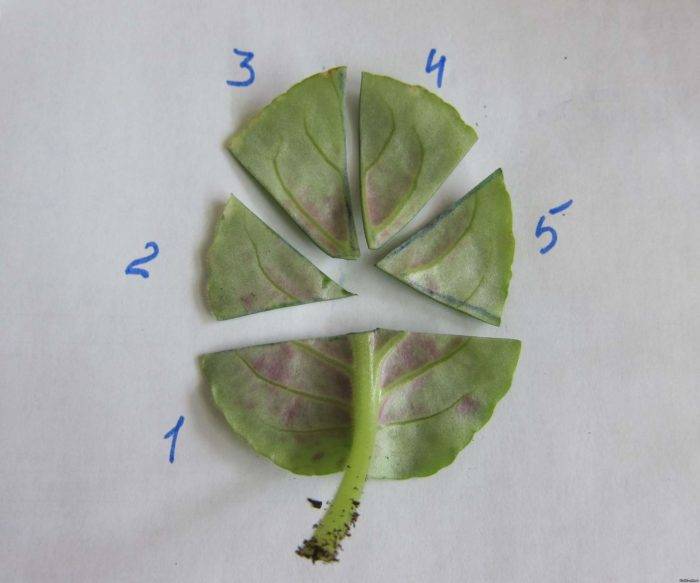 How to cut a violet leaf
