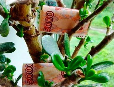 كيف تزرع شجرة المال الصورة