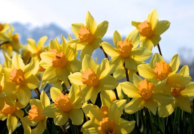 Cara merawat daffodil sendiri
