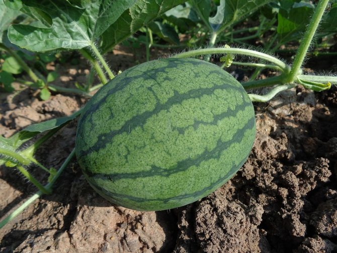 كيف نزرع البطيخ في أرض مفتوحة: كل التفاصيل الدقيقة والأسرار