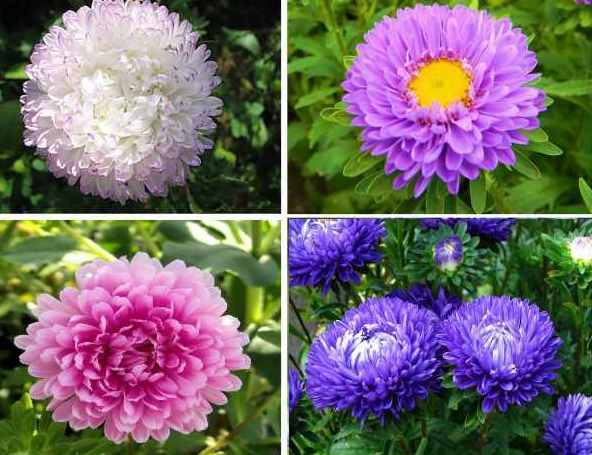 How to plant asters with seeds in open ground: competent instruction from the pros