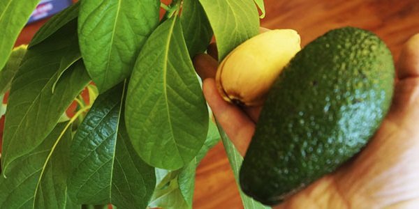 hur man planterar en avokado från ett frö