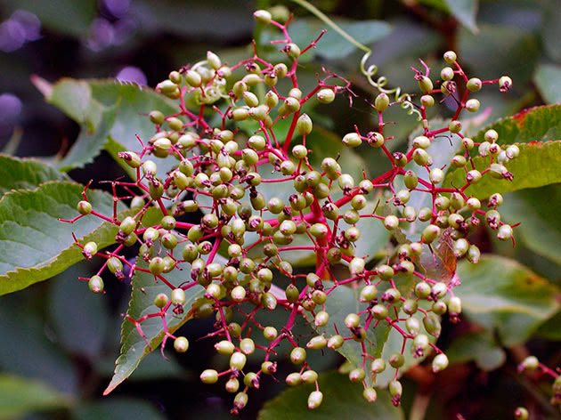How to plant and care for an elderberry