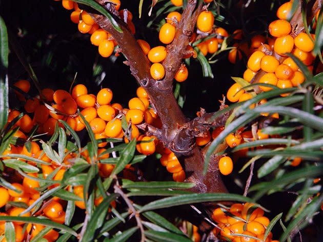 How to plant and care for sea buckthorn