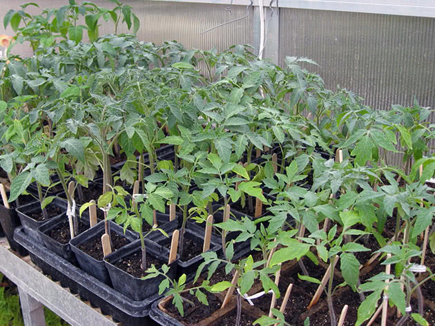 Jak pěstovat a starat se o sazenice rajčat