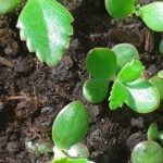 Как да засадите каланхое у дома