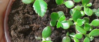 Как да засадите каланхое у дома