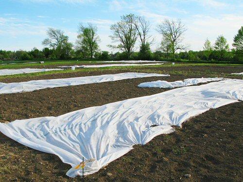 Cara menanam strawberi pada musim luruh di agrofibre. Bagaimana cara menanam?