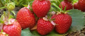 How to plant strawberries - the best planting methods