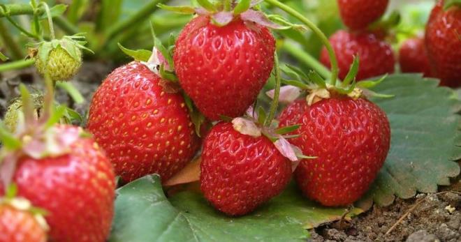 Hur man planterar jordgubbar - de bästa planteringsmetoderna