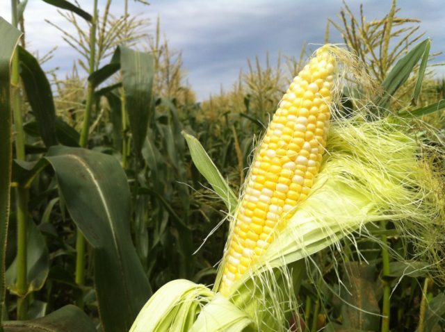 Cara menanam jagung: penanaman dan penjagaan, ciri penanaman