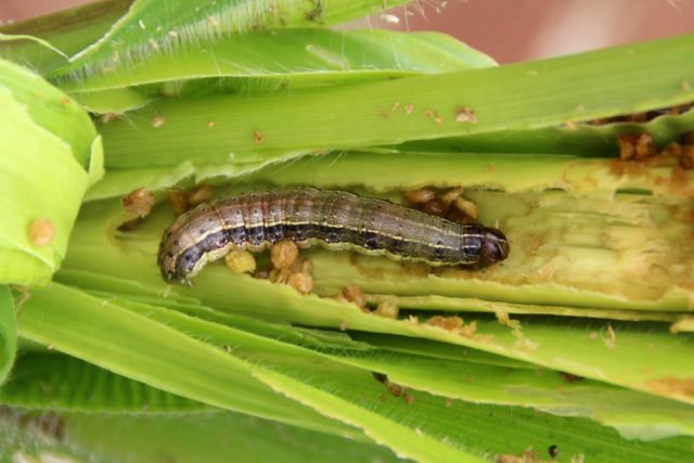 Как се засажда царевица: засаждане и грижи, особености на отглеждането