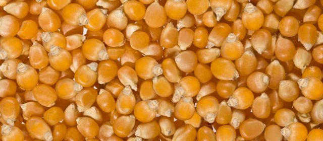 كيفية زراعة الذرة: ميزات الزراعة والعناية والزراعة