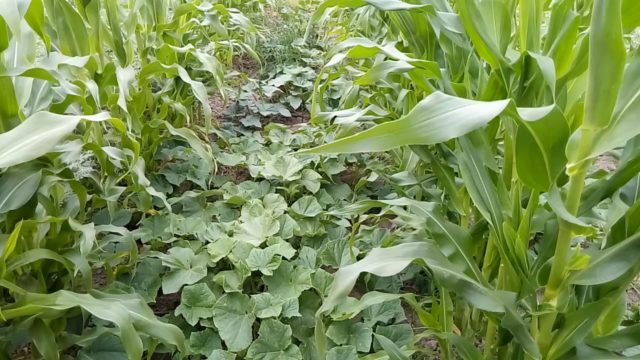 كيفية زراعة الذرة: ميزات الزراعة والرعاية