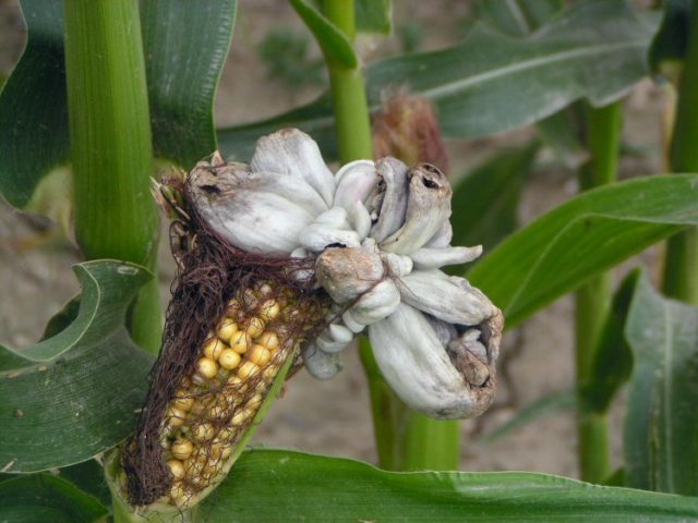 كيفية زراعة الذرة: ميزات الزراعة والعناية والزراعة