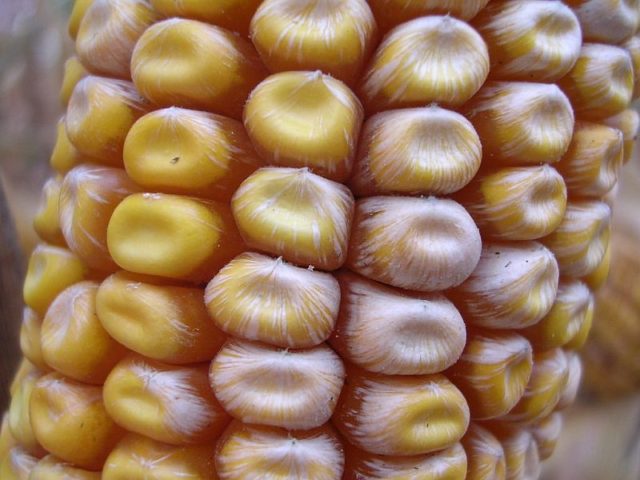 How to plant corn: planting and care, cultivation features