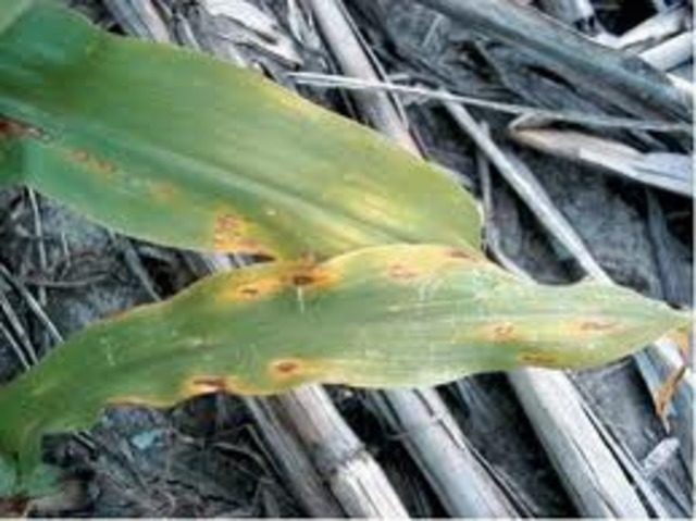 Как се засажда царевица: засаждане и грижи, особености на отглеждането