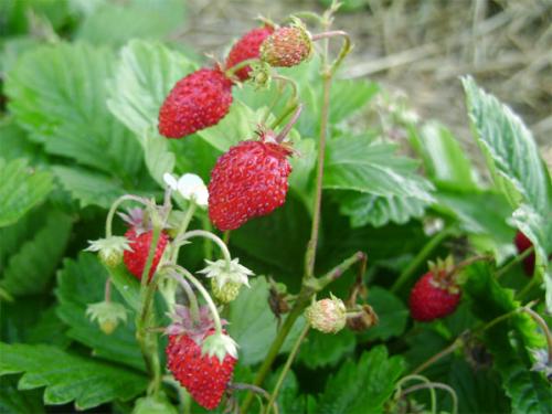 Cara menanam strawberi berbuah kecil. Bagaimana menanam strawberi buah kecil dari biji? Rahsia utama