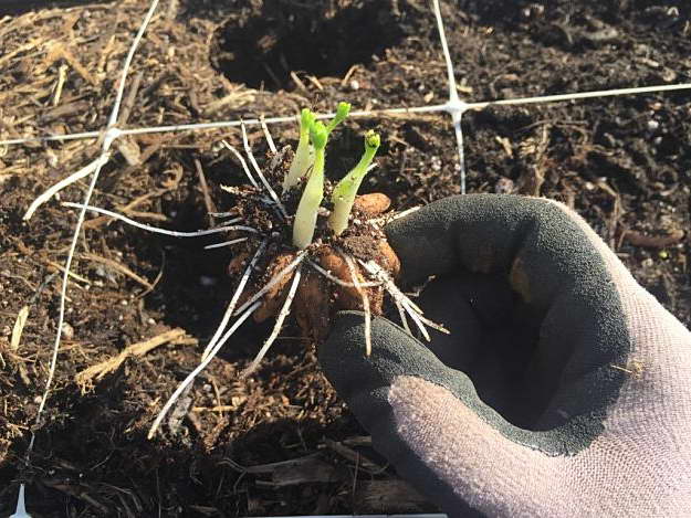 Hur man planterar ranunculus foto