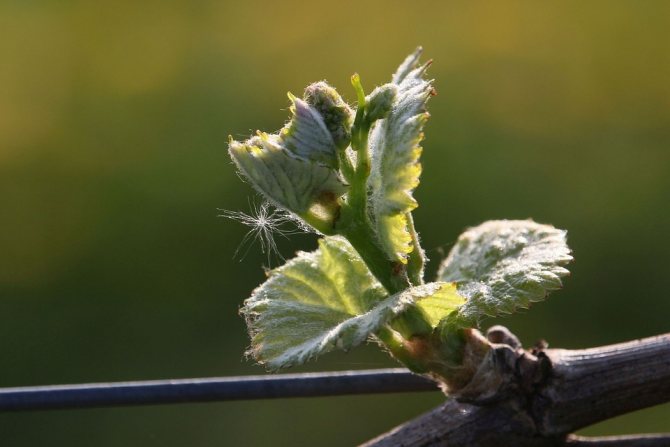 How to plant grapes in spring and autumn in 2020: step-by-step instructions for a beginner