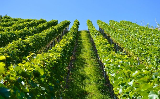 Cara menanam anggur pada musim bunga dan musim luruh pada tahun 2020: arahan langkah demi langkah untuk pemula