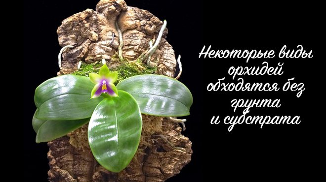 Как да направите почва за орхидея със собствените си ръце - състав и пропорции
