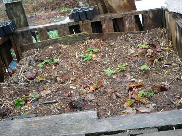 Jak vyrobit kompost v zemi