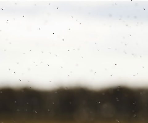 Как да направите капан за мухи със собствените си ръце у дома